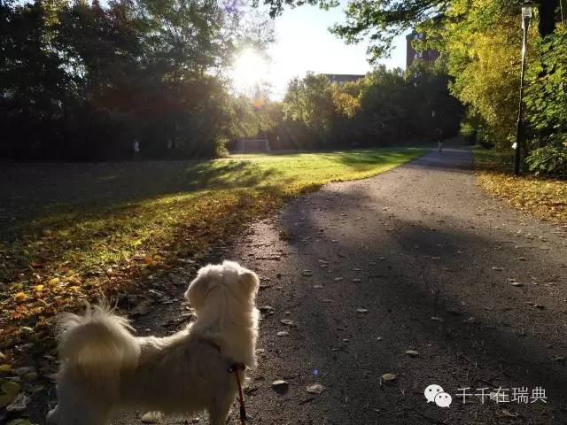 如何带你的宠物狗来瑞典--DIY干货帖